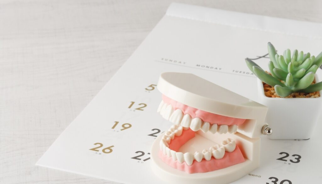 歯の模型とカレンダー